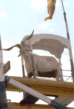 The Puck Goat at Puck Fair, Kilgorlin, Co Kerry.