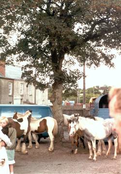 Travellers' horses at Cahirmee Horse Fair, Co Cork.